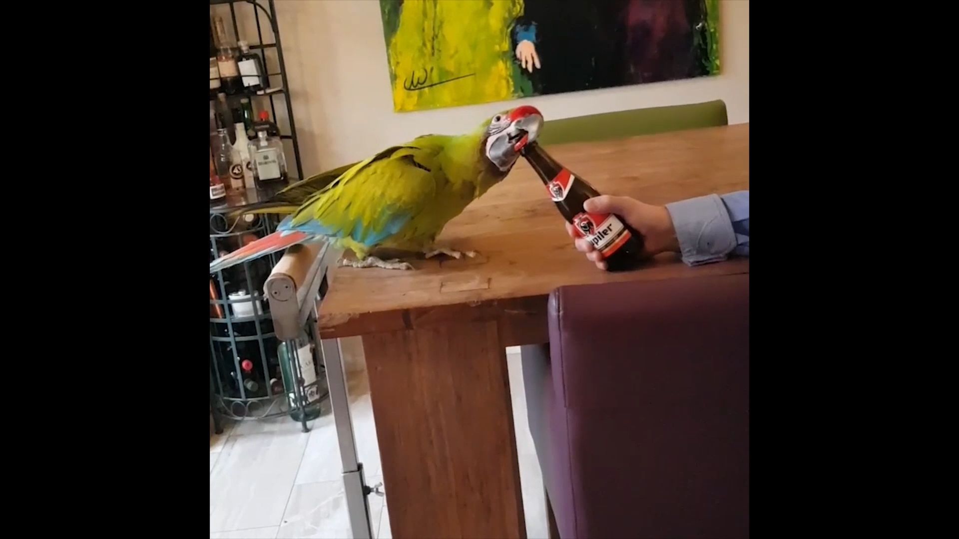 Clever bird! Parrot opens beer bottle with its beak