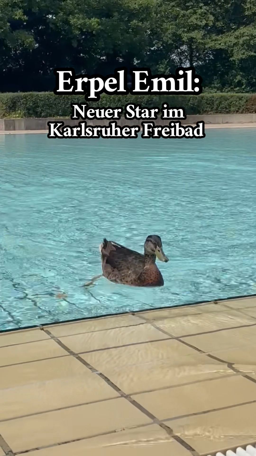 Video: Ente im Karlsruher Freibad: Erpel Emil begeistert die Besucher