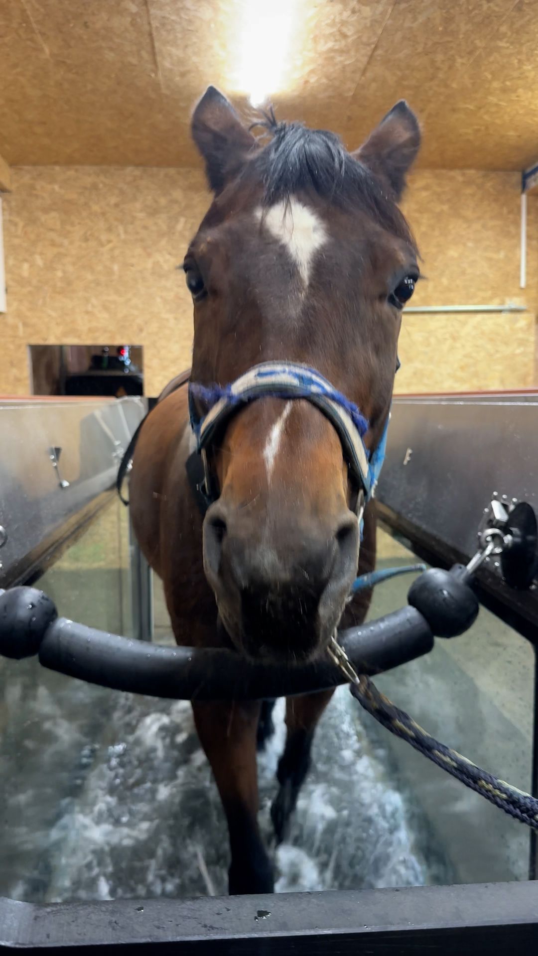 Visiting the Horse Rehabilitation Center in the Ore Mountains