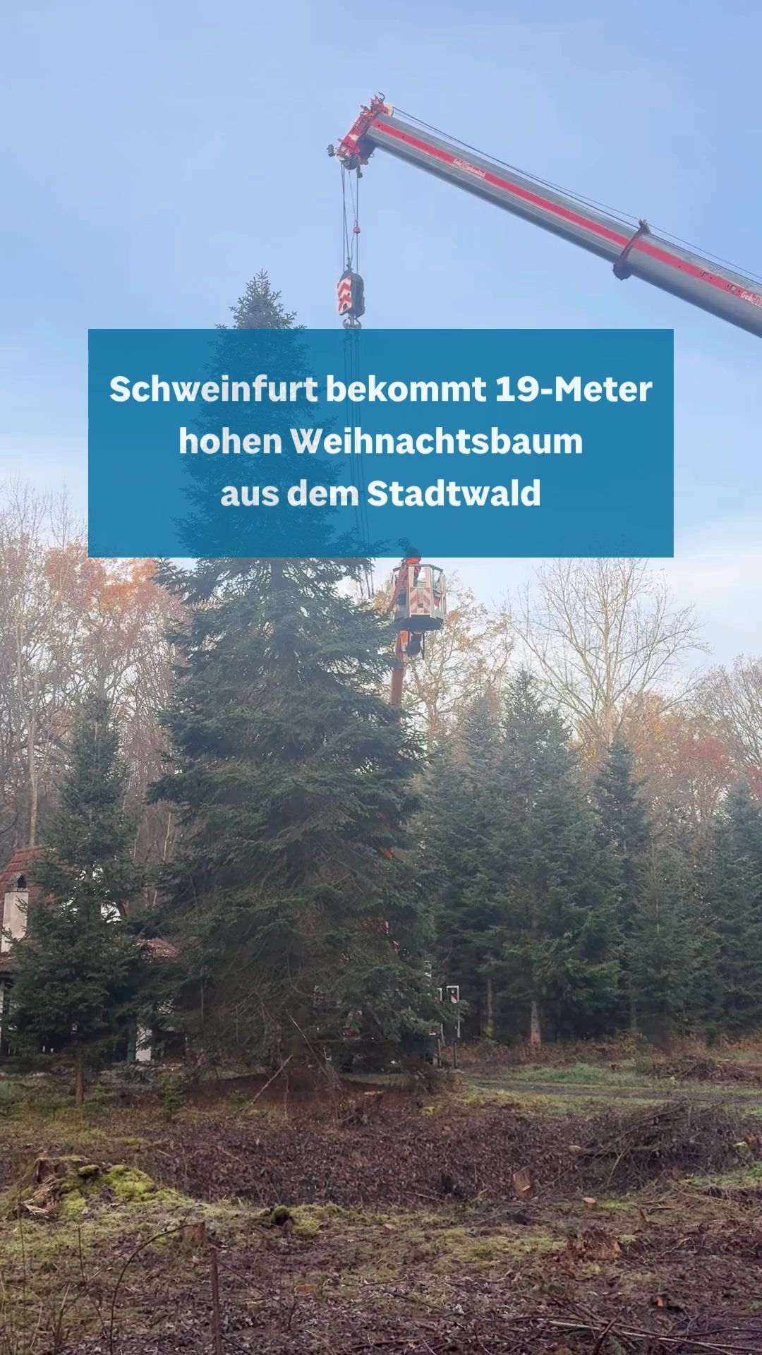 Video: Weihnachtsbaum in Schweinfurt aufgestellt