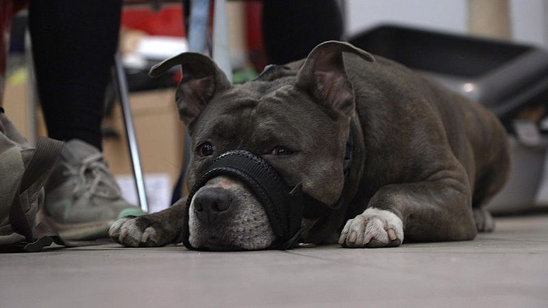 Tiertafel: Wenn das Geld nicht mehr für das Futter reicht