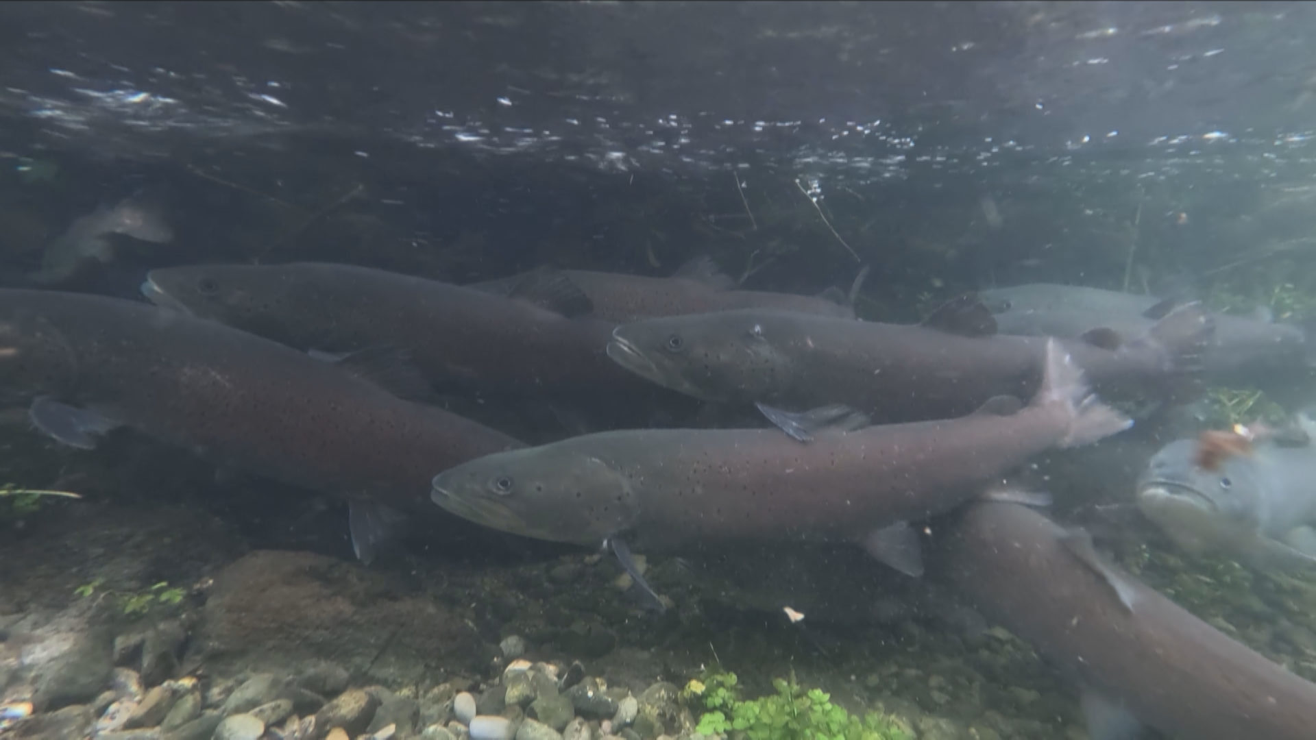 When the water keeps getting warmer: How are the fish in the Allgäu doing?