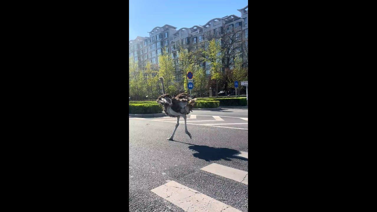 Video: China: Strauß läuft eine Straße in Peking entlang