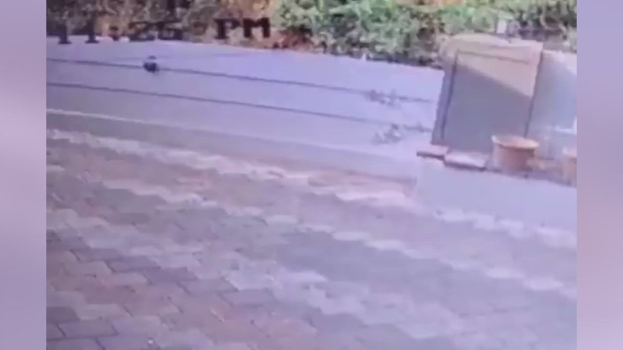 Video: Indien: Verborgene Gefahr in geparktem Motorroller löst Panik aus, als eine Schlange bei einer erschreckenden Begegnung nach einem Jungen schnappt