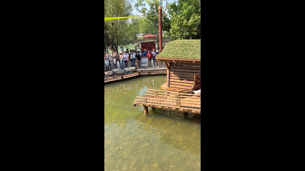 Video: China: Ferkel stellen sich an, um in China in einen Teich zu springen