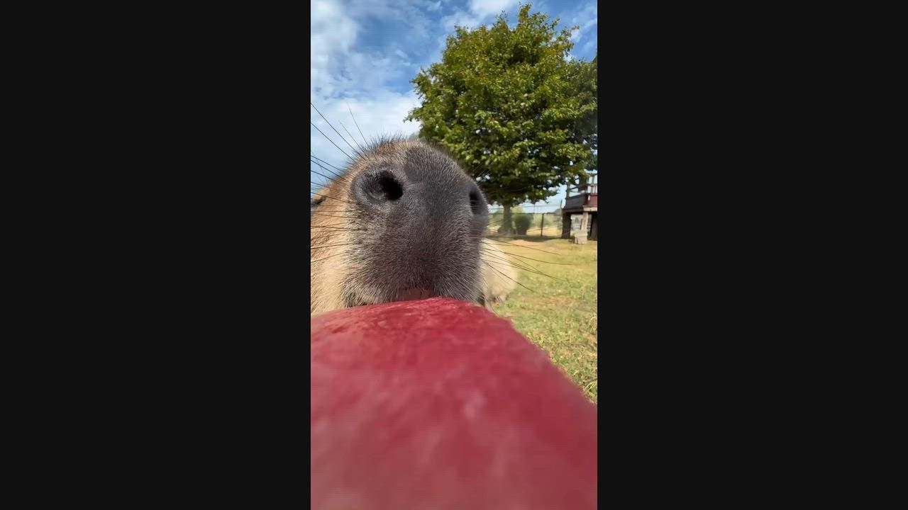 Video: UK: Wasserschweine genießen Wassermelonen-Leckerbissen im Noah’s Ark Zoo Farm in Wraxall, Großbritannien