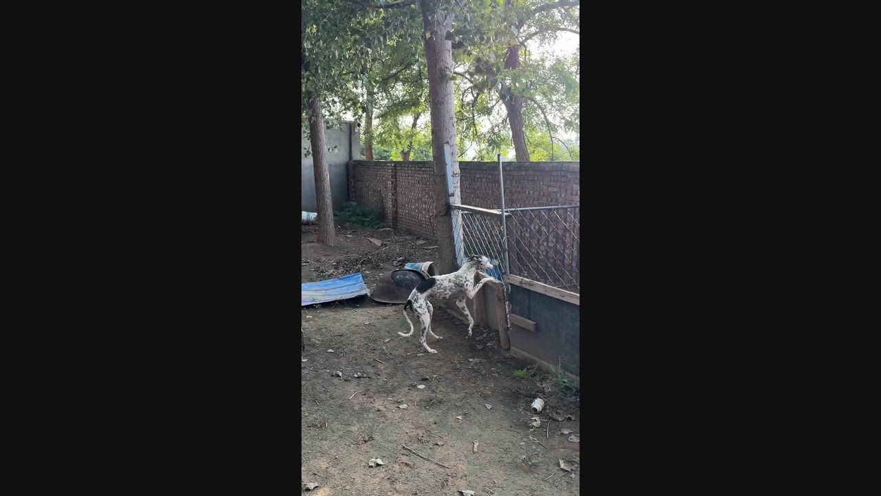 Video: China: Windhund in China weigert sich, die Spielzeit zu verpassen, und wirft sich über einen Zaun
