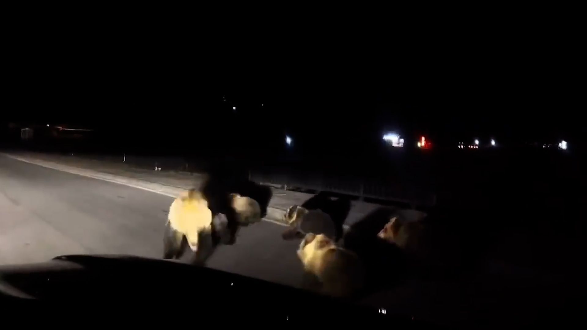 Video: Autofahrer entdeckt Bärenfamilie auf Straße – Mutter geht zum Angriff über