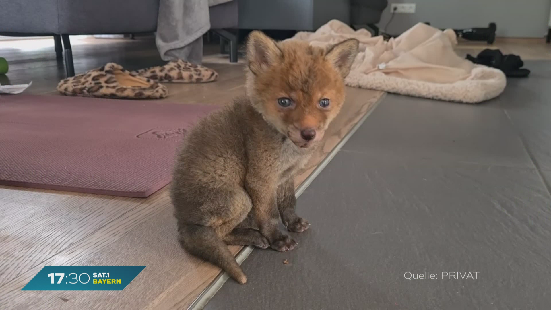 Bei Brand in Adelshausen: Baby-Fuchs gerettet