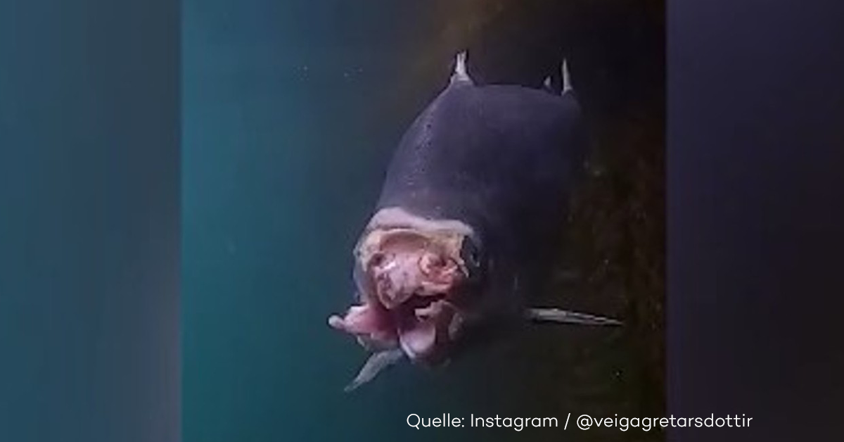 Zombielachse: Ist das der Fisch, den wir auf den Tisch bekommen?
