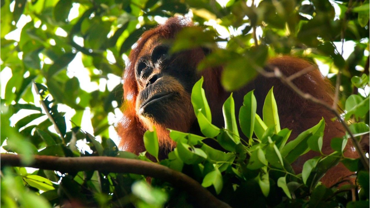 Erstmals dokumentiert: Orang-Utan verarztet sich selbst