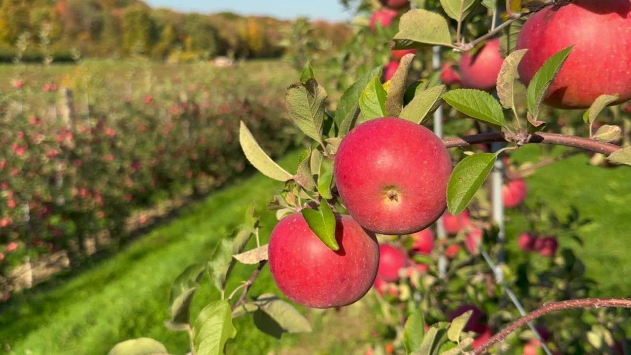 Frühe Obstblüte könnte Apfelernte schmälern