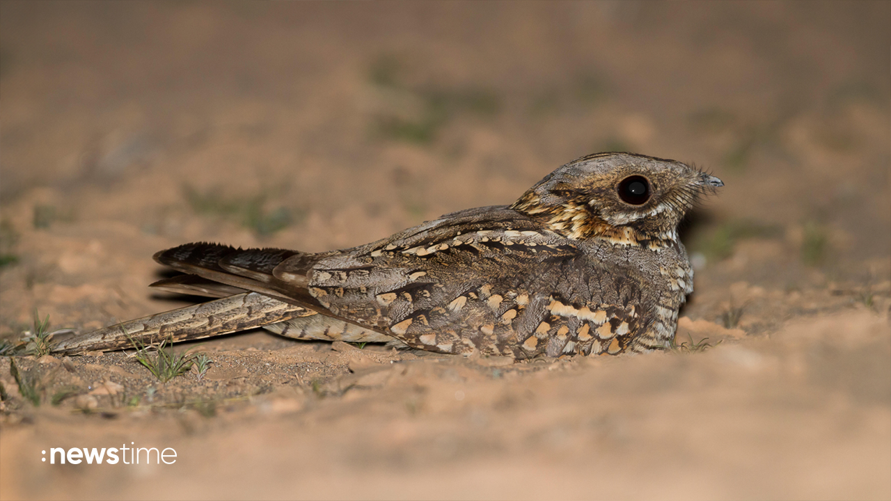 Ziegenmelker in Tübingen: Seltener Vogel stoppt 250-Millionen-Euro-Projekt