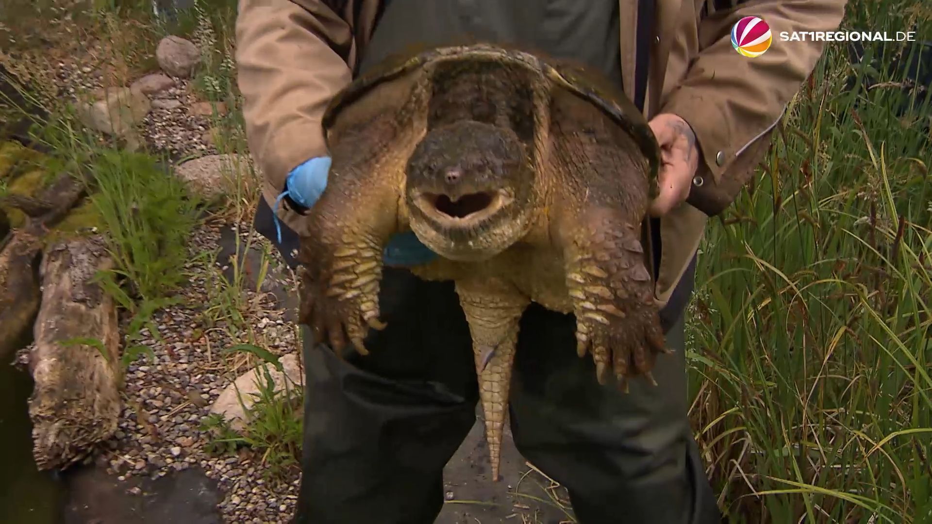 Ausgesetzte Schnappschildkröten in Auffangstation aufgenommen