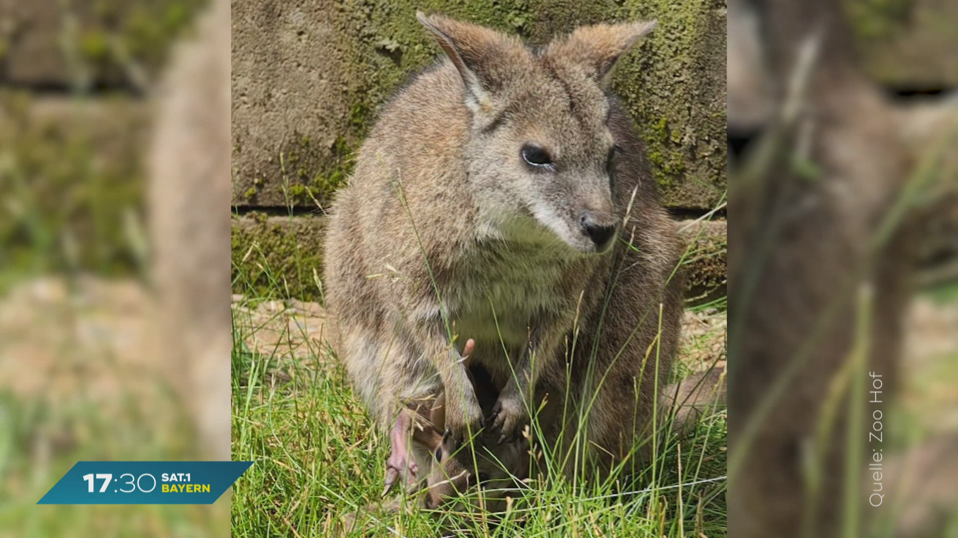 Parma-Wallaby-Baby: Seltener Nachwuchs im Zoo von Hof