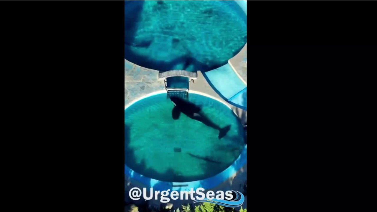 Tierschutzorganisation teilt traurige Bilder: Der einsamste Orca der Welt