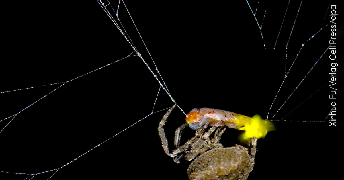 Perfide Masche: Spinne lockt mit Glühwürmchen weitere Beute an
