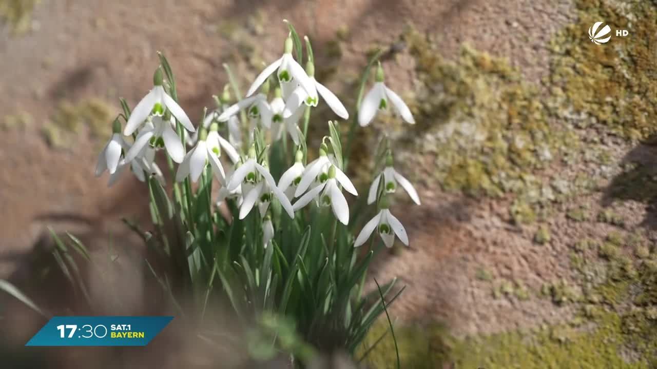 Bis zu 18 Grad: Frühlingsgefühle in Bayern