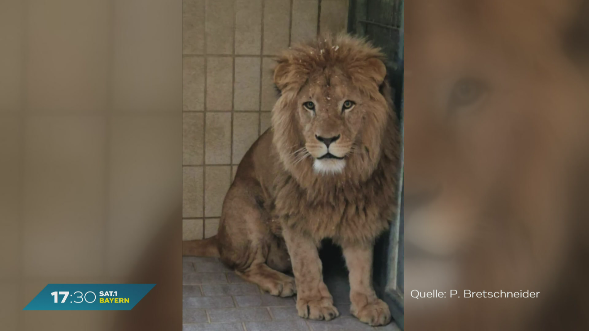 Neue Bewohner im Augsburger Zoo: Löwenbrüder aus Lissabon eingetroffen