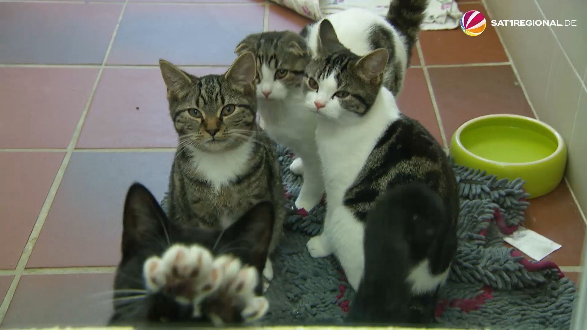 Schleswig-Holstein streicht finanzielle Unterstützung für Tierheime