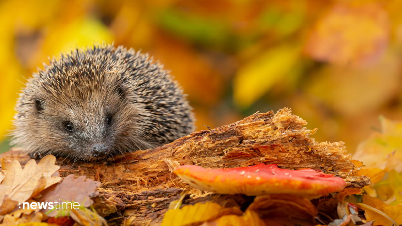 Herbstlicher Igel-Alarm: Wie verhält man sich bei einem Fund richtig? - Video