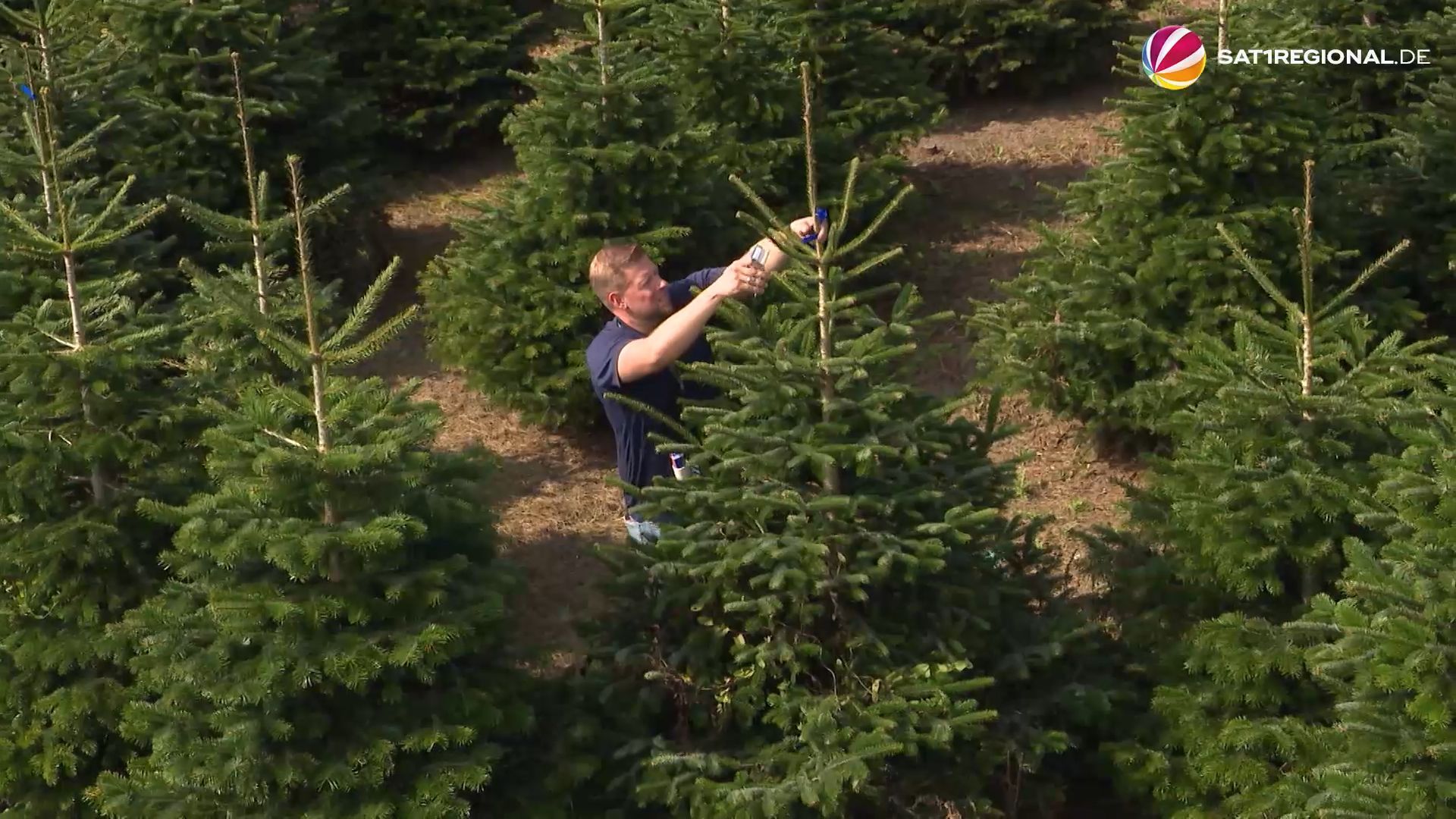 Höhere Weihnachtsbaum-Preise im Jahr 2024