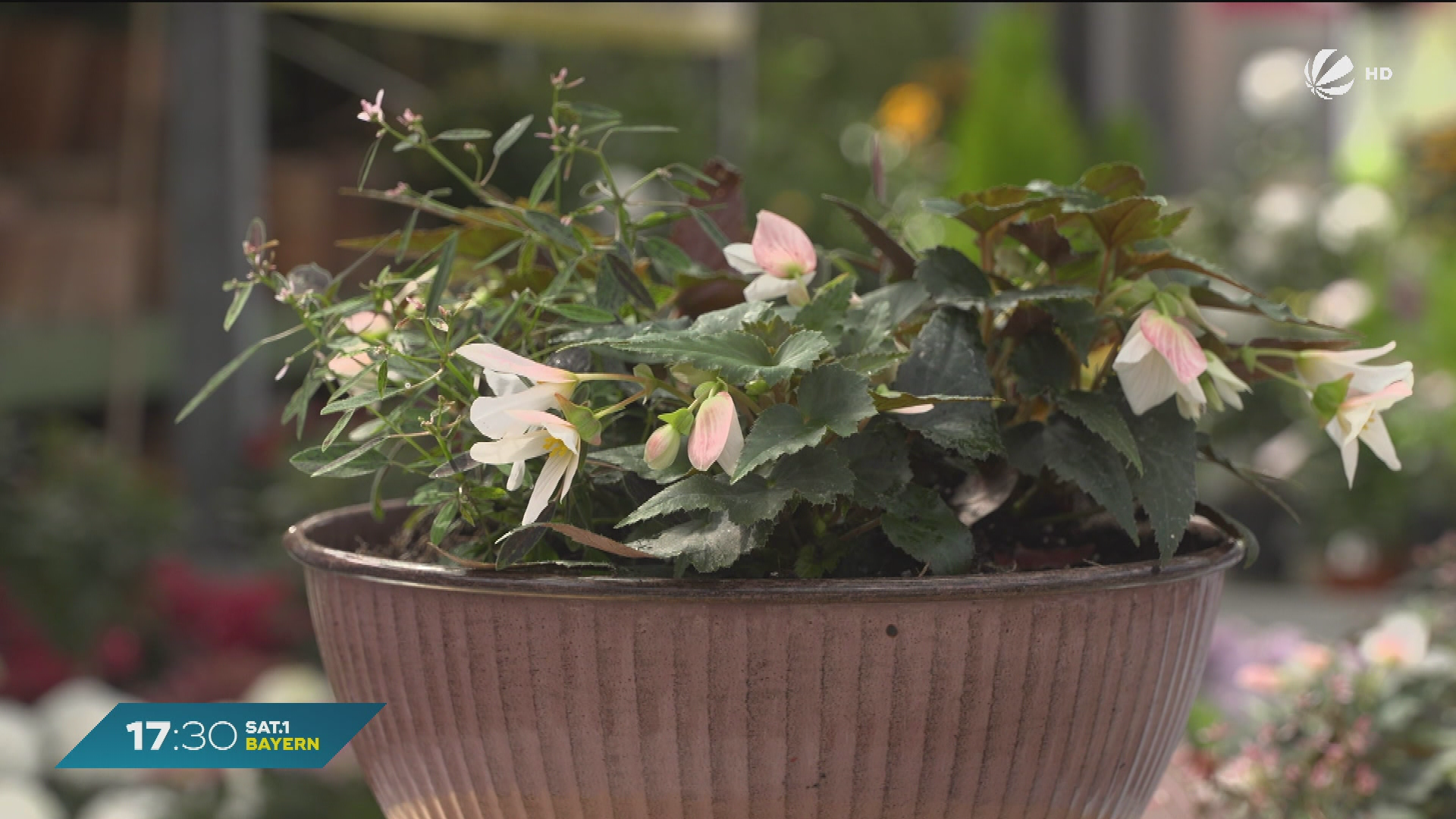 Video: Garten-Start in Bayern: Pflanze und Gemüse des Jahres 2025 gekürt