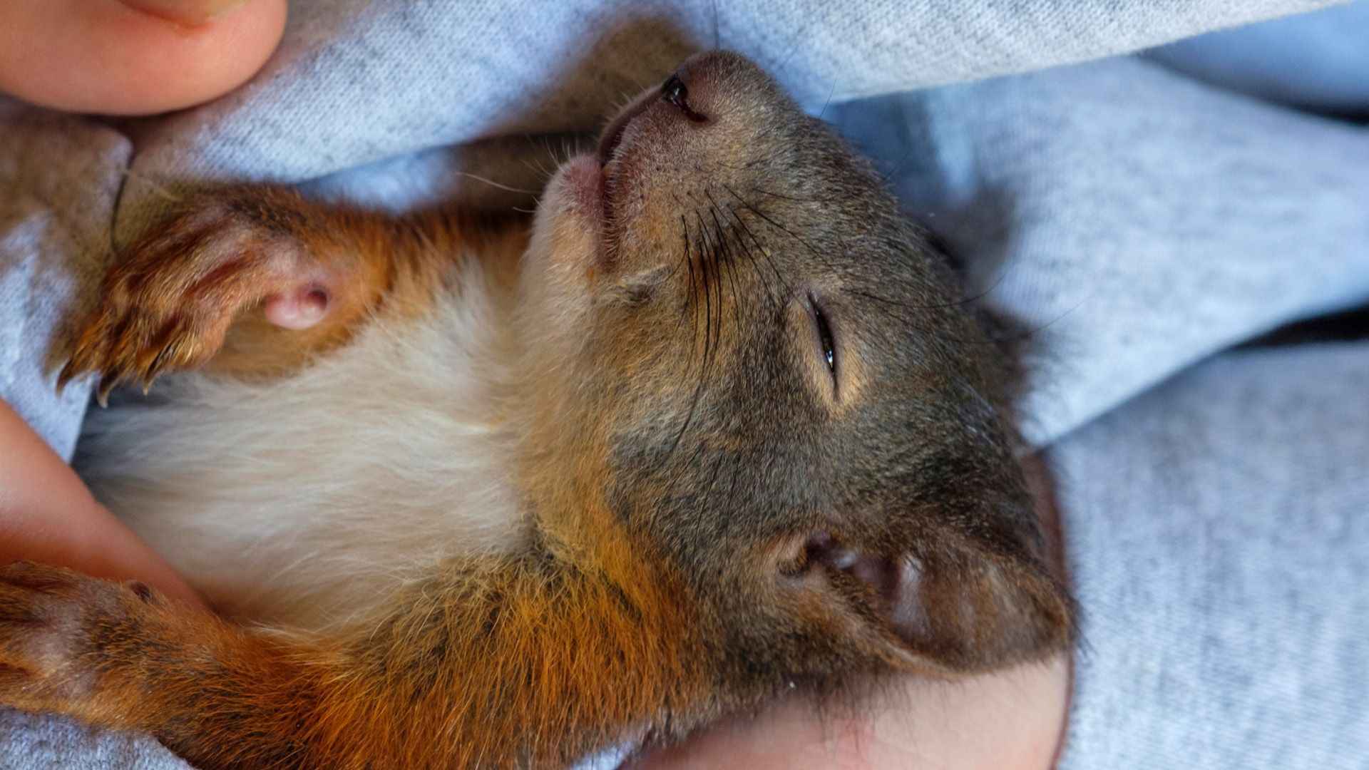 Eichhörnchen wegen Klimawandel in Not