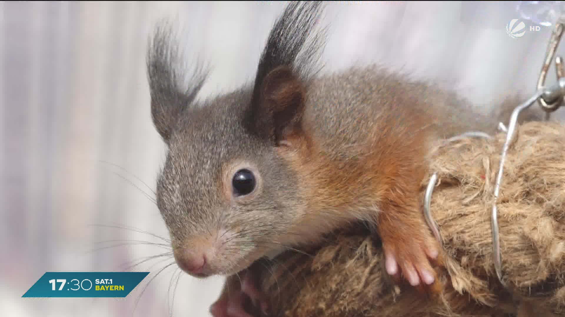 Video: Eichhörnchen in Not: Besuch in der Auffangstation Bamberg