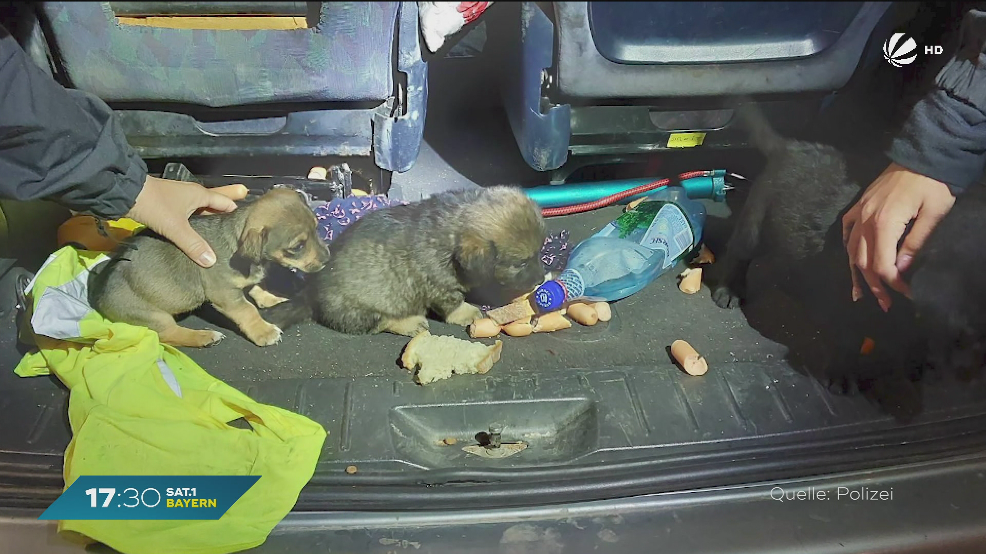 Hilflose Welpen und Küken: Polizei stoppt illegalen Tiertransport bei Ruhstorf