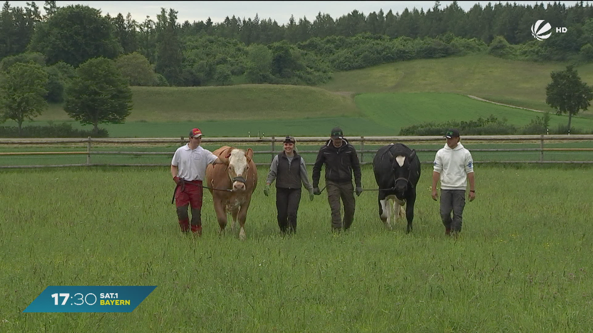 Video: Ochsenrennen in Hadorf: Wer gewinnt das morgige Rennen?