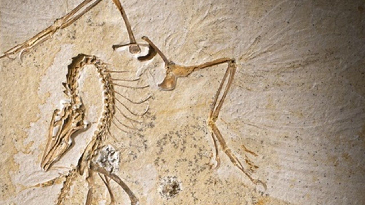 Neue Merkmale dieses Urvogels entdeckt