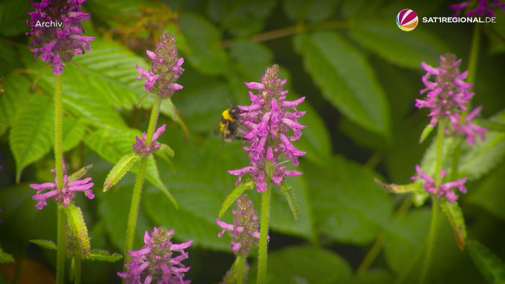 Video: Weltbienentag: Wildbienen-Bestand sinkt immer weiter
