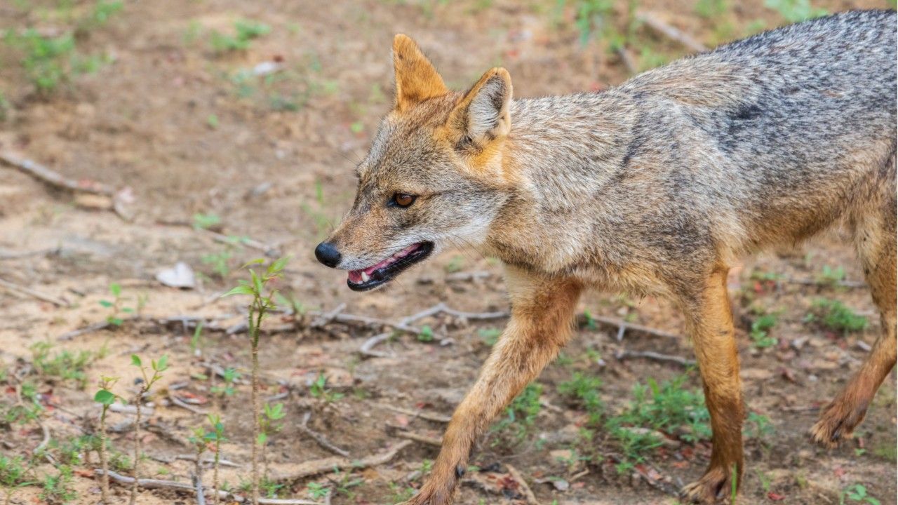 Blutrünstiger Goldschakal treibt auf Sylt sein Unwesen