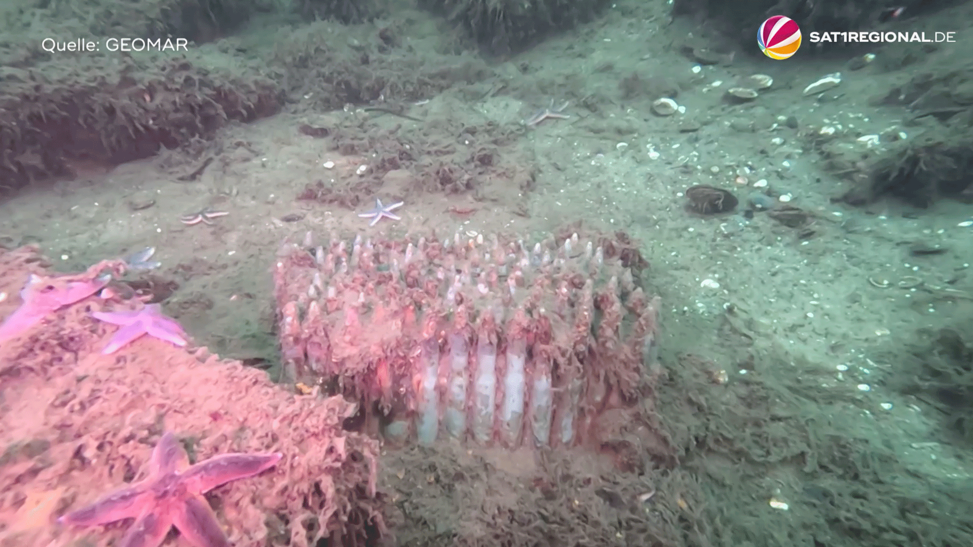 Video: Munitionsmüll in Nord- und Ostsee: Fachkonferenz in Kiel gestartet