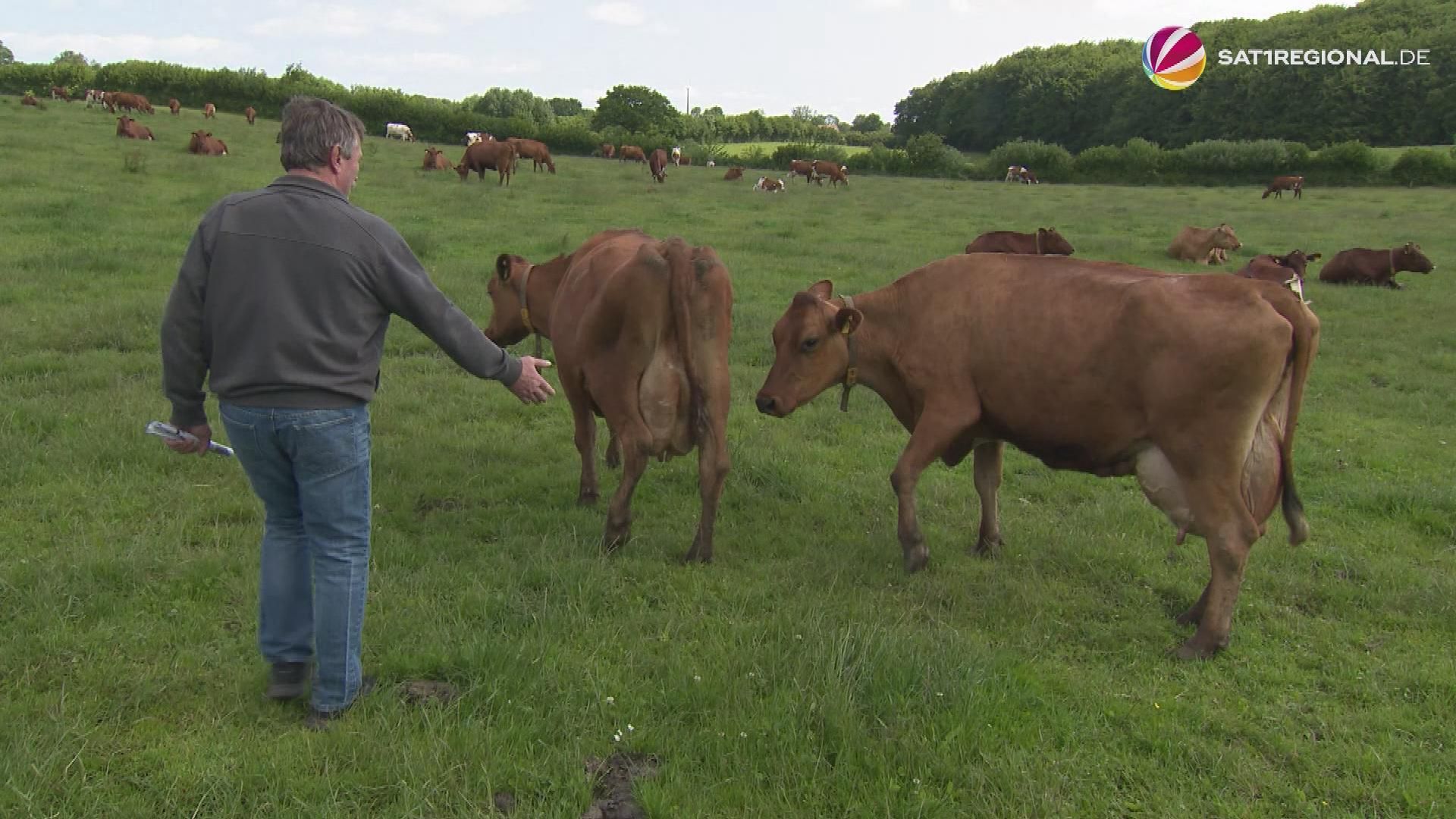 Video: Schleswig-Holstein fördert "klimaschonende Kühe"
