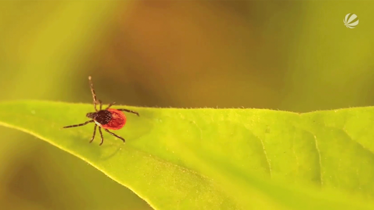 Video: Zeckensaison im Norden: Virologe gibt Tipps zum Schutz vor den Parasiten