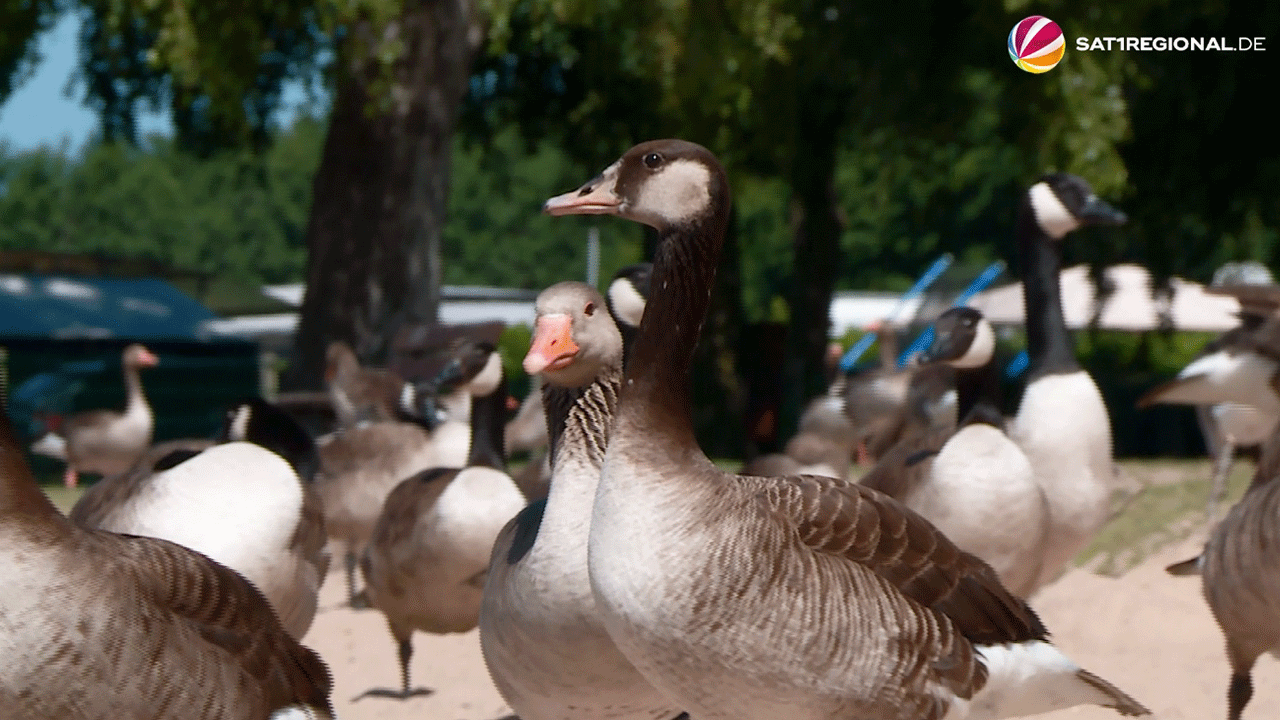Video: Gänse am Plöner See werden mit Laserlicht vertrieben