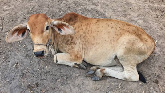 Warnung vor neuer Rinderseuche in Europa
