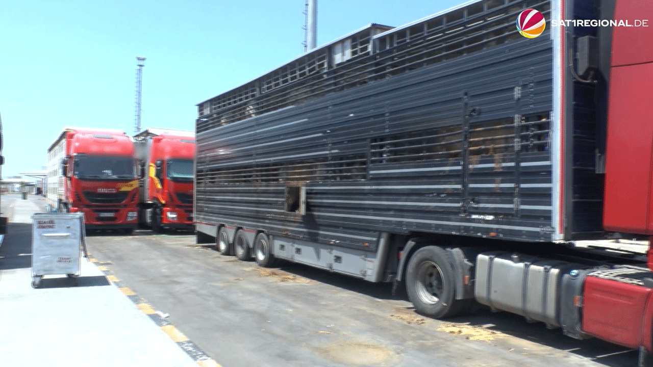 Video: Hitzeschutz für Tiere: Niedersachsen stoppt lange Transporte bei über 30 Grad