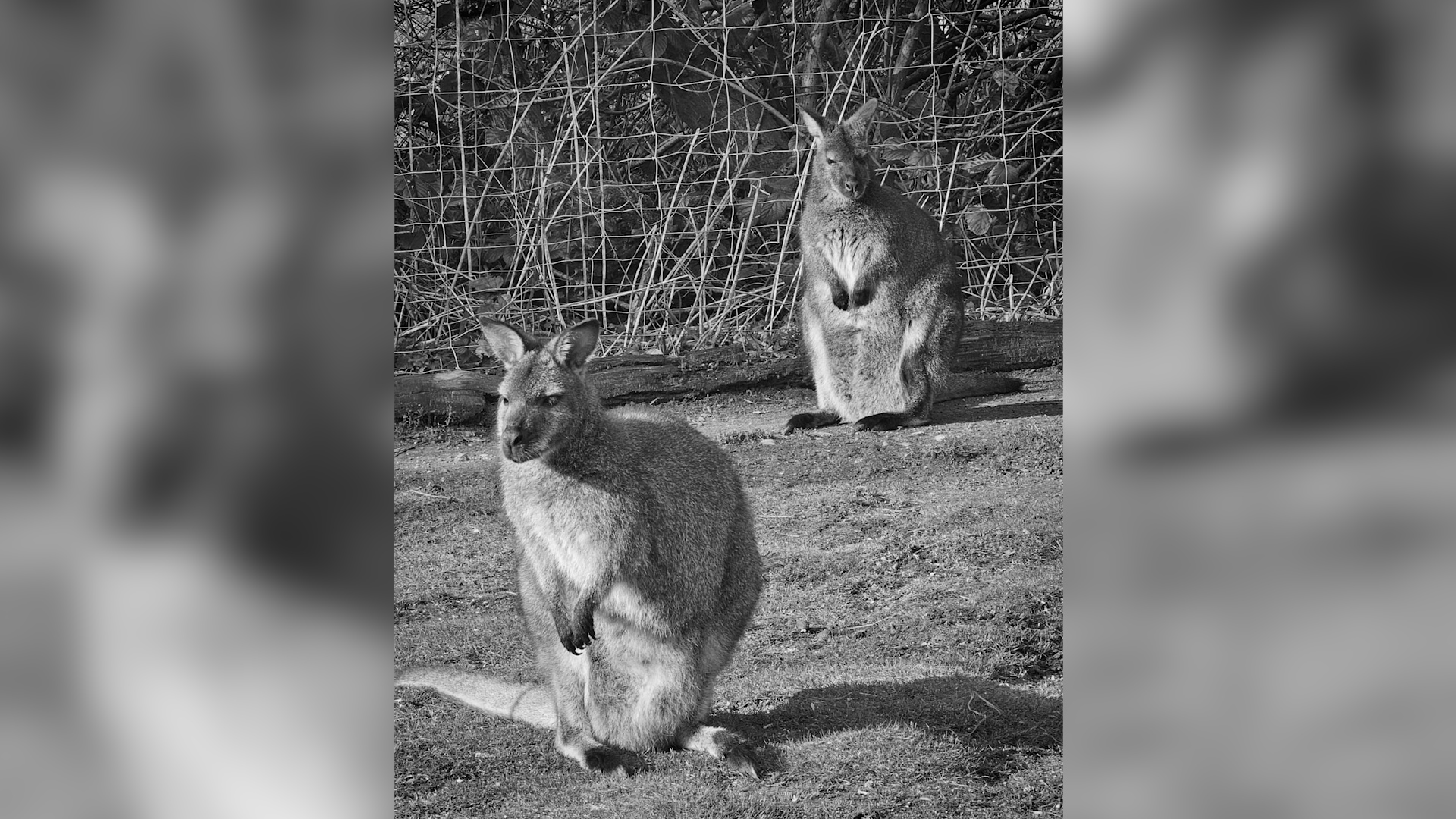 Video: Verdacht auf grausame Känguru-Enthauptungen im Tierpark