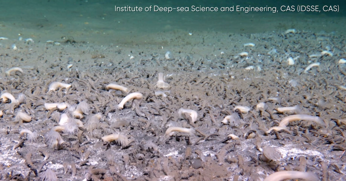 Tiefsee-Sensation: Gigantische Tierkolonien entdeckt