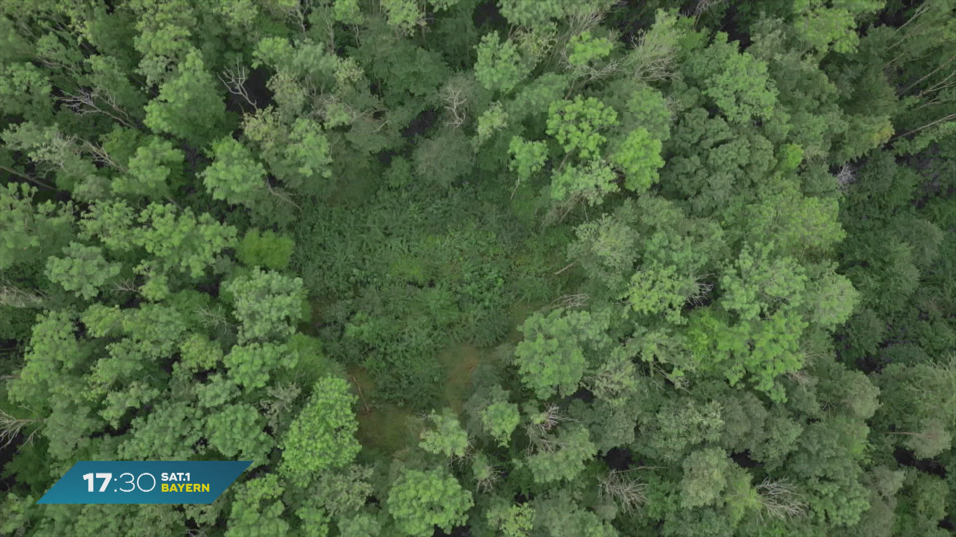 Video: Wie wird Artenvielfalt gefördert? Forschung zu Bayerns Wäldern