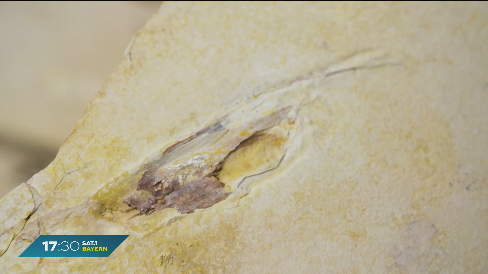 Video: Nei g’schaut - Zu Gast in Franken: Urvogel Archaeopteryx im Altmühltal