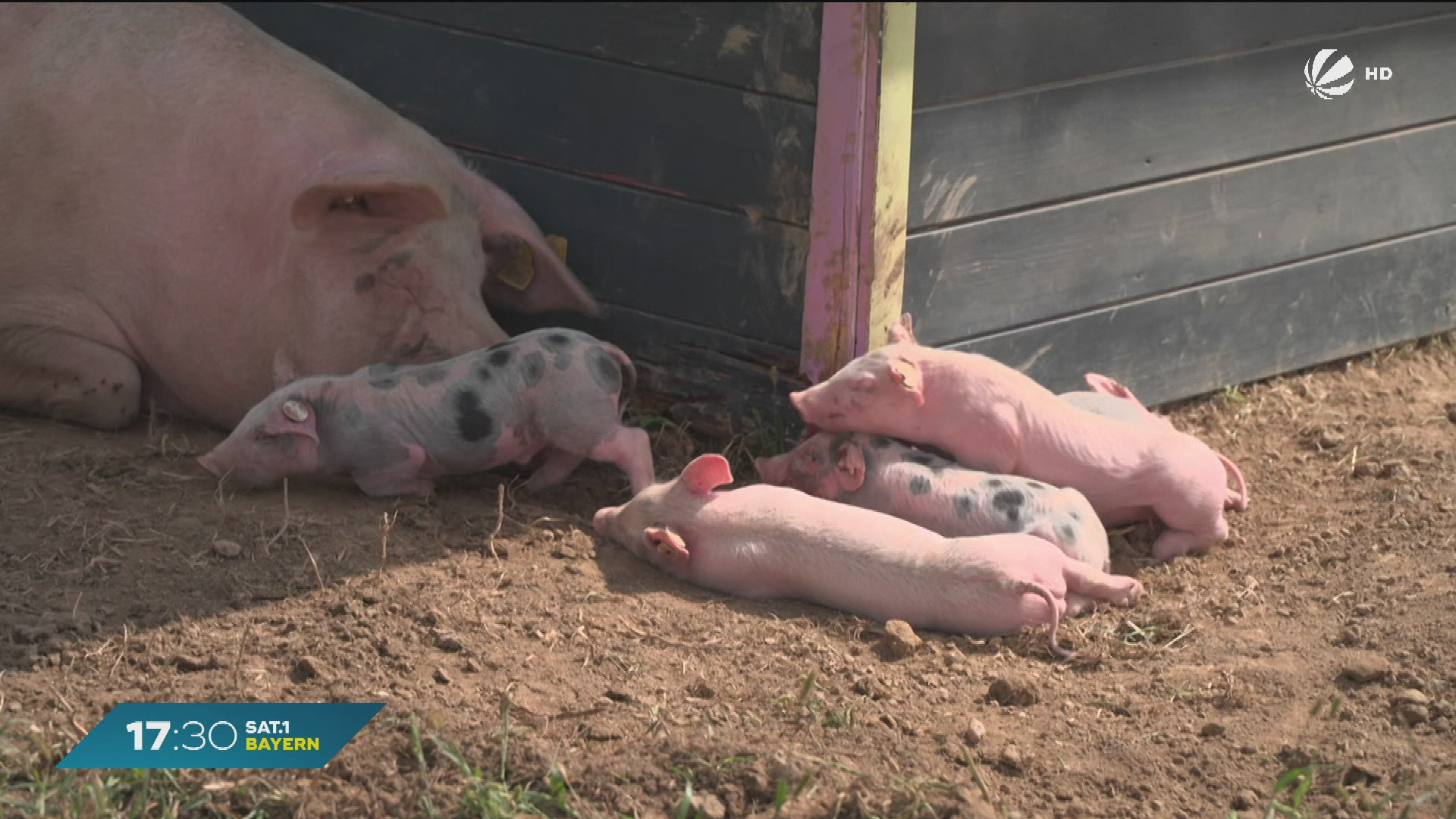 Video: Bio-Erlebnistage in Bayern: Bio zum Anfassen und Mitmachen