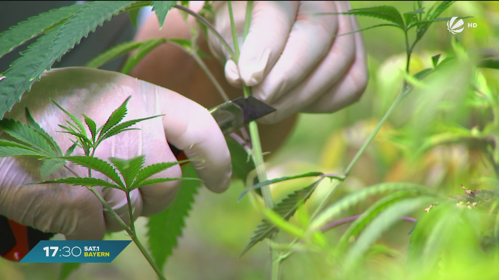 Video: Alle Anträge abgewiesen: Noch keine Cannabis-Clubs in Bayern