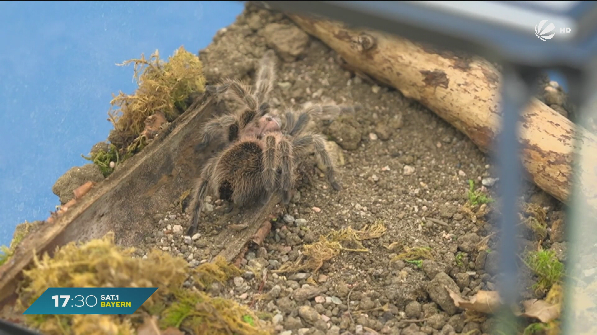 Video: Mit Magnetkraft gegen Spinnenphobie? Studie in Würzburg mit Erfolg