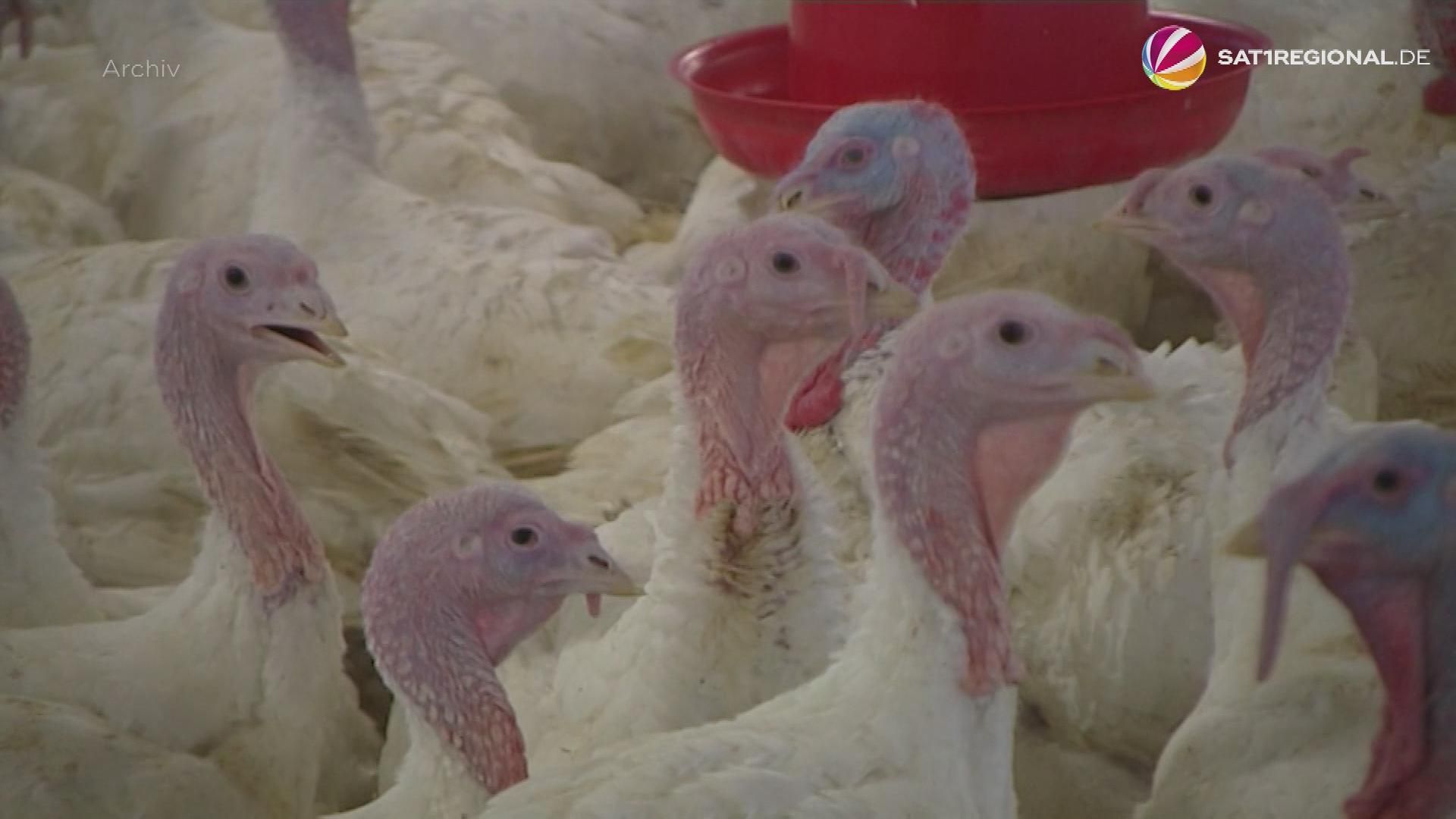 Video: Tödliches Virus: Vogelgrippe breitet sich in Norddeutschland aus