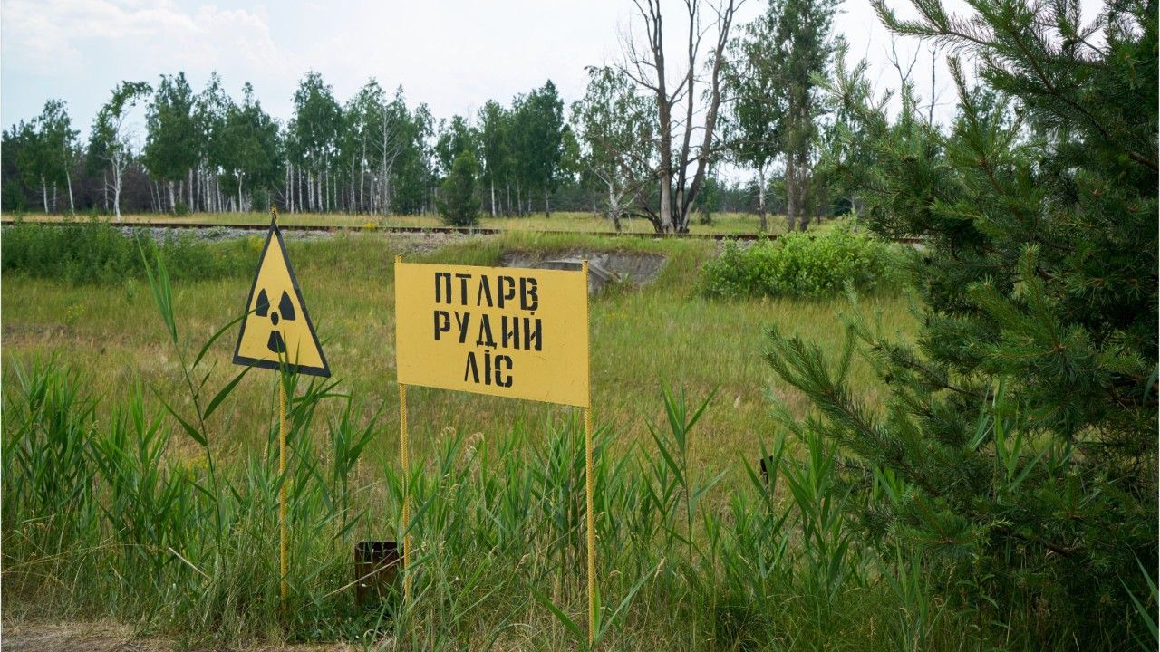 Tschernobyl-Mutation? Blaue Hunde entdeckt