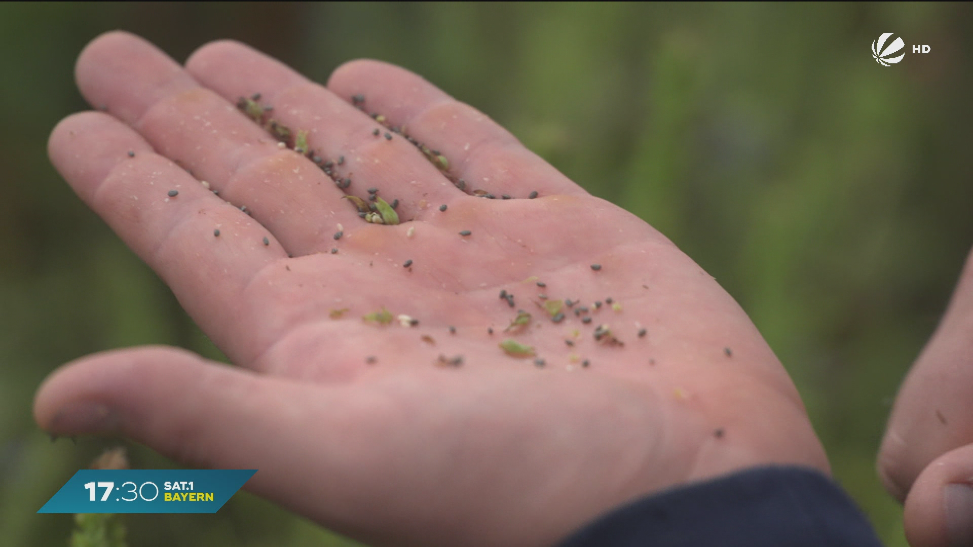 Video: Superfood aus Bayern: Landwirt in Eching baut Chiasamen an